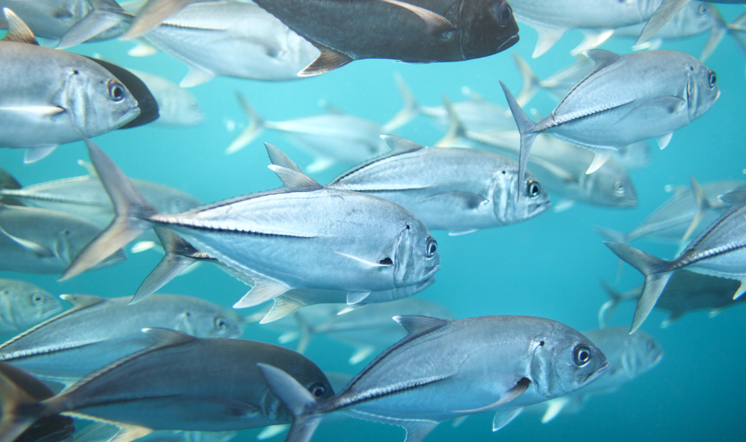 Cypr gospodarzem międzynarodowej konferencji o ochronie tuńczyka