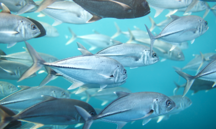 Cypr gospodarzem międzynarodowej konferencji o ochronie tuńczyka