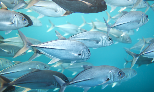 Cypr gospodarzem międzynarodowej konferencji o ochronie tuńczyka