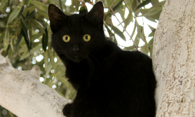 Wolontariusze ratują cypryjskie koty