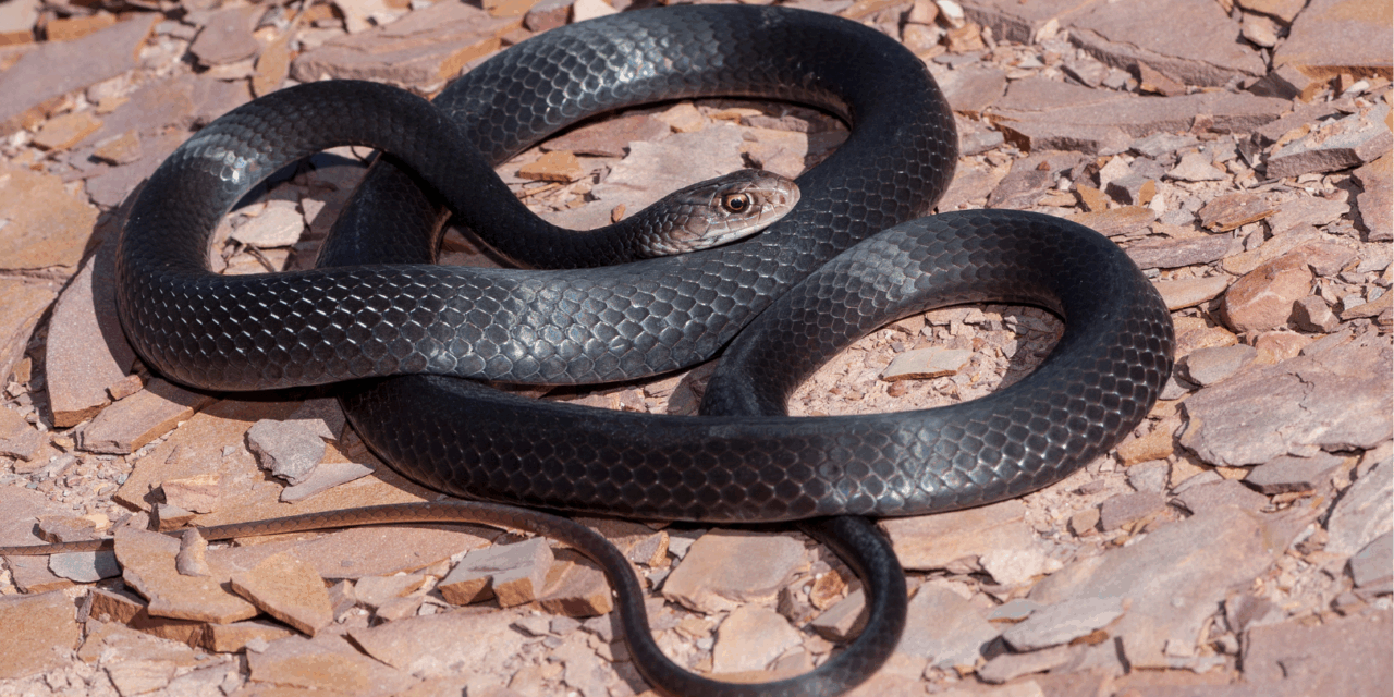 Węże na Cyprze: co warto wiedzieć i jak uniknąć ukąszenia?