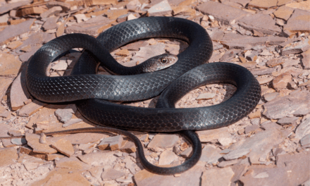 Węże na Cyprze: co warto wiedzieć i jak uniknąć ukąszenia?