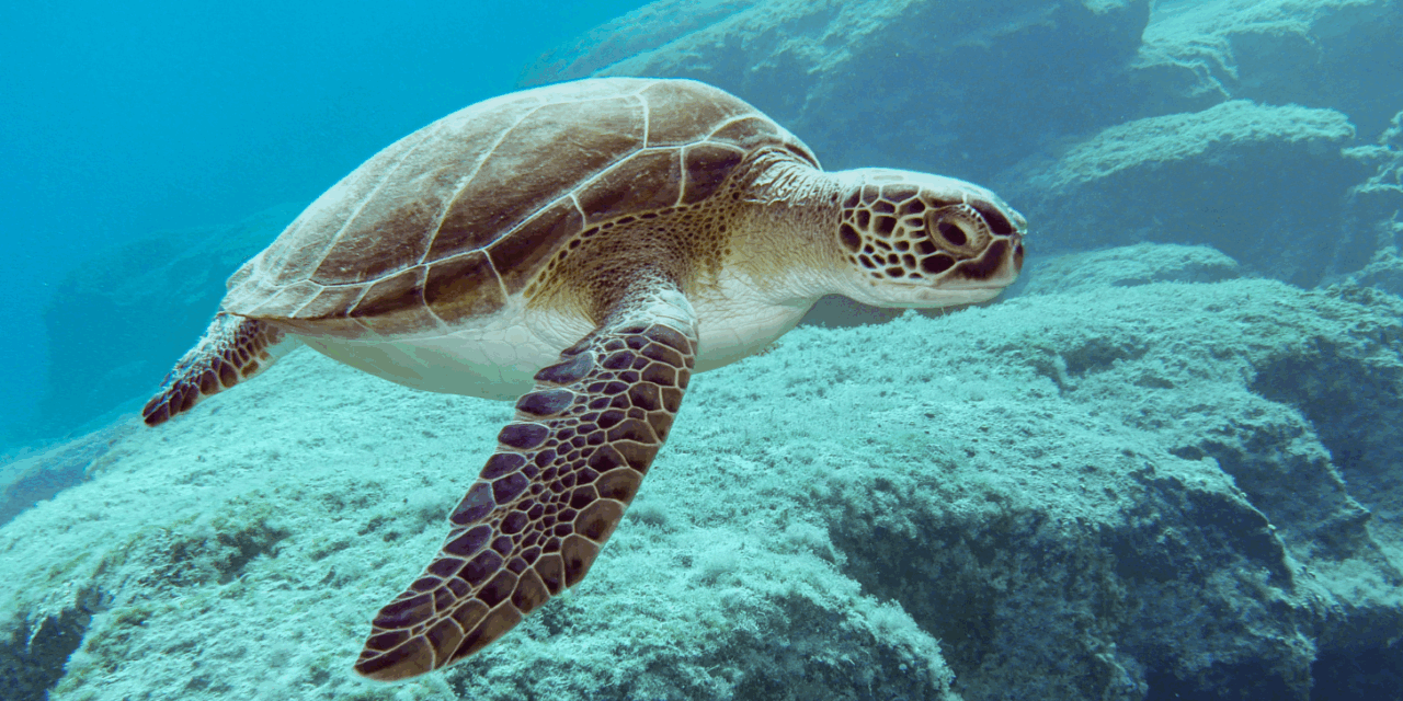 Rozpoczął się sezon lęgowy żółwii na Cyprze