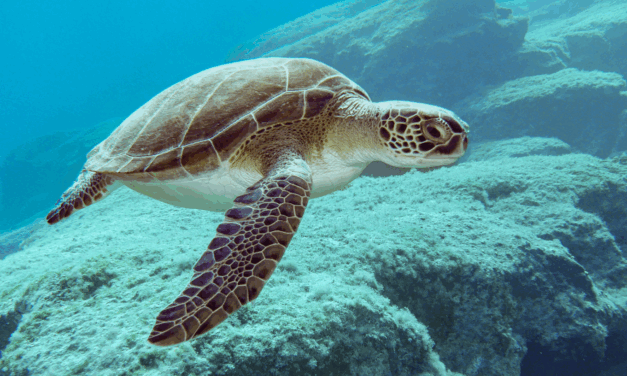 Rozpoczął się sezon lęgowy żółwii na Cyprze