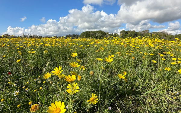 Wiosenne festiwale na Cyprze – kwiecień 2026