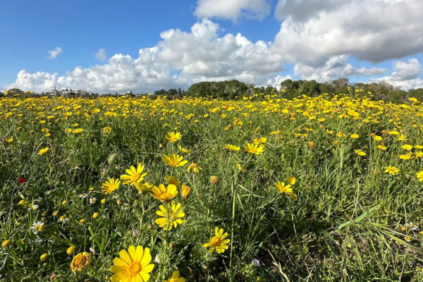 Wiosenne festiwale na Cyprze – kwiecień 2026